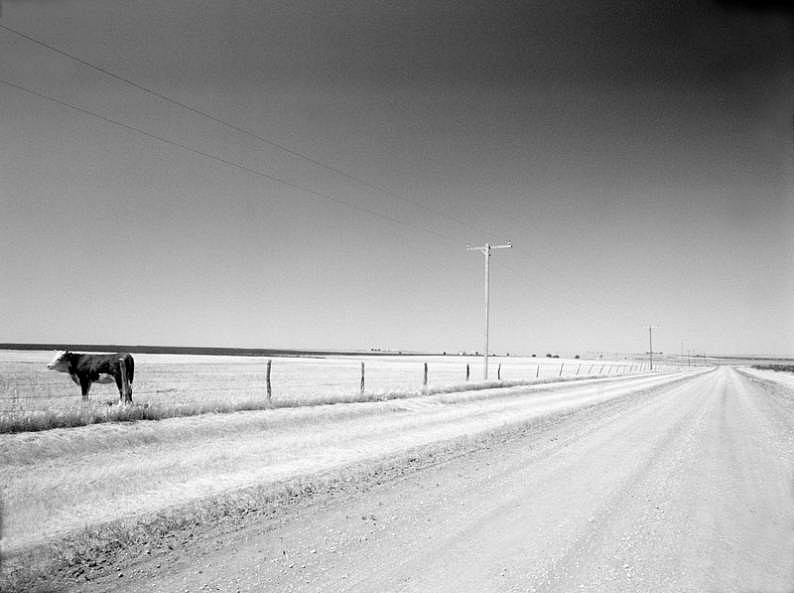 Robert Farber, One Cow, Texas, Edition of 10, 2001
fine art paper pigment print, 30 x 40 in. (76.2 x 101.6 cm)
RF131045