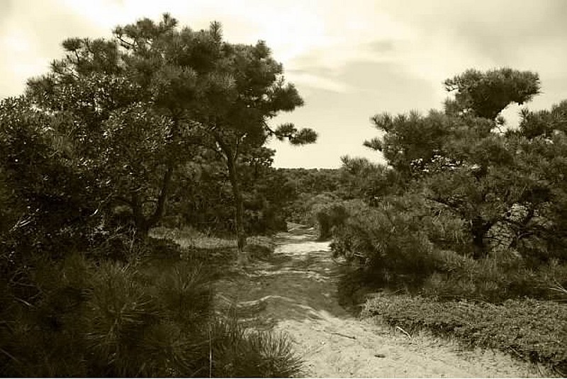 Debranne Cingari, Pathway at the Moors, Edition of 50, 2012
Pigment Photograph, 30 x 40 in. (76.2 x 101.6 cm)
DC3399