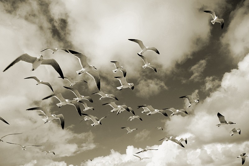 Debranne Cingari, In Flight I, Ed. 1/50, 2013
silver gelatin photograph, 30 x 40 in. (76.2 x 101.6 cm)
DC130302