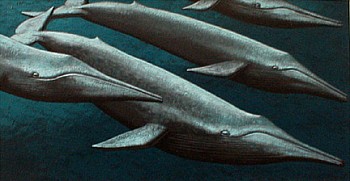 Leonard Everett Fisher - Leonard Everett Fisher If You Ever Meet a Whale