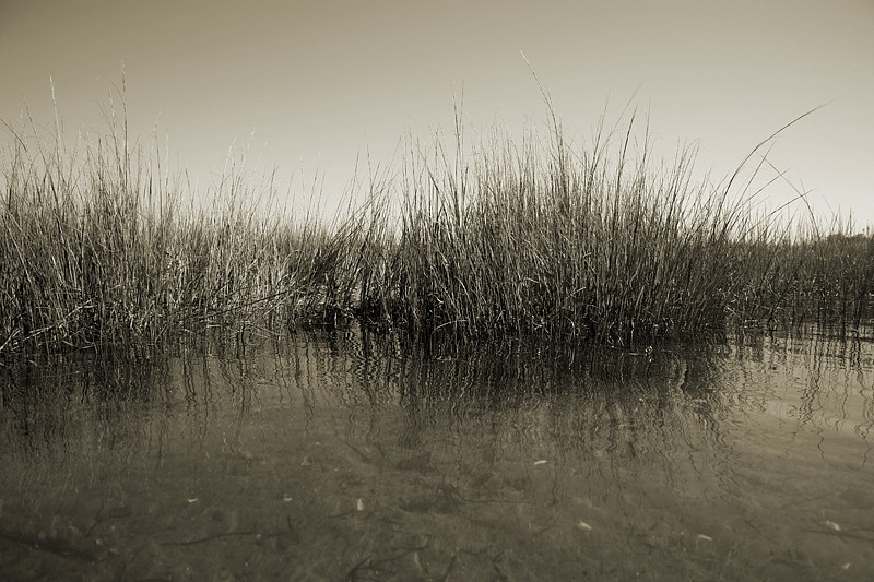 Debranne Cingari, Reeds at the Creek, Edition of 50, 2013
Pigment Photograph, 30 x 40 in. (76.2 x 101.6 cm)
DC5718