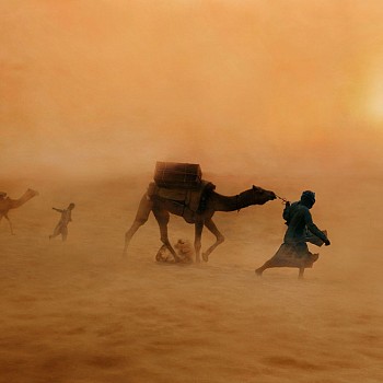 photography:&nbsp;Steve McCurry Camels in Dust Storm