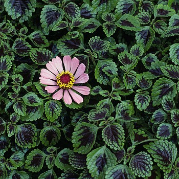 photography:&nbsp;Steve McCurry Monsoon Flora