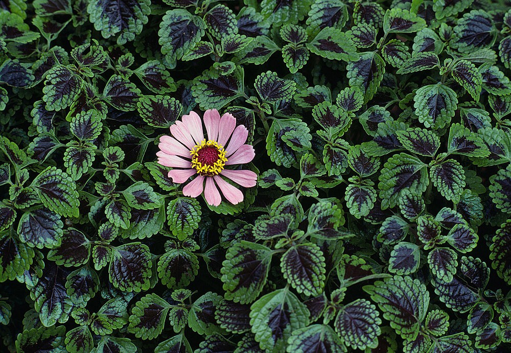 Steve McCurry, Monsoon Flora, 1984
FujiFlex Crystal Archive Print, (Inquire for available sizes)
NEPAL-10006