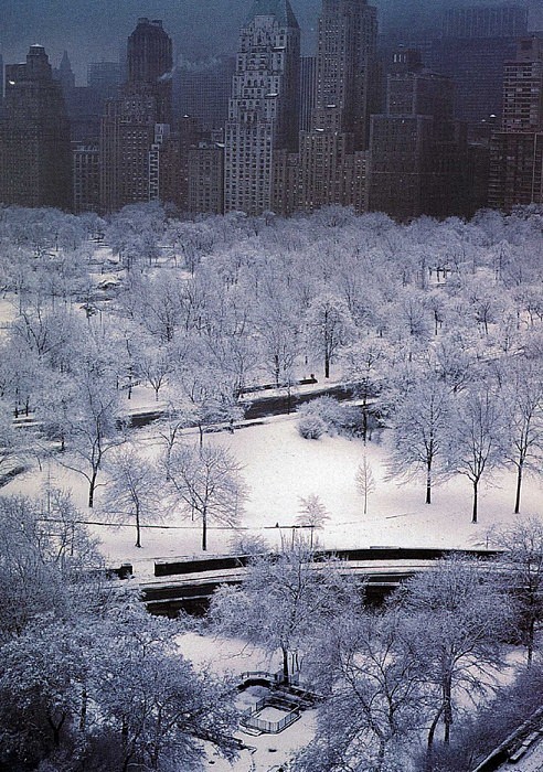 Ruth Orkin, White Trees, 1967
silver gelatin print, 20 x 16 in. (50.8 x 40.6 cm)
RO041206