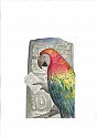 Bjorn Skaarup, Scarlet Macaw, Honduras, Edition of 50
2016, Color engraved etching