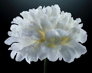 Parish Kohanim - Parish Kohanim White Peony