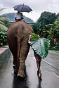 Steve McCurry, Young Man walks behind Elephant, Sri Lanka
1995, FujiFlex Crystal Archive Print