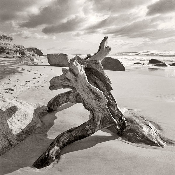 Michael Kahn, Driftwood
silver gelatin photograph, 19 x 19 in. (48.3 x 48.3 cm)
MK290705NI