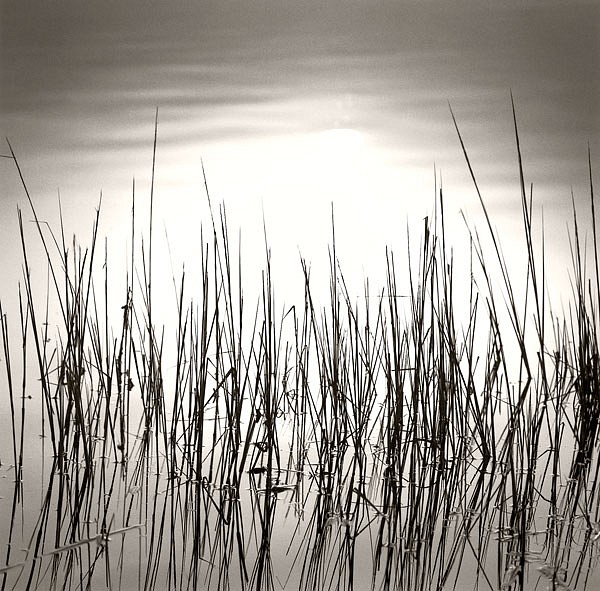 Michael Kahn, Reeds
silver gelatin photograph, 19 x 19 in. (48.3 x 48.3 cm)
MK00256