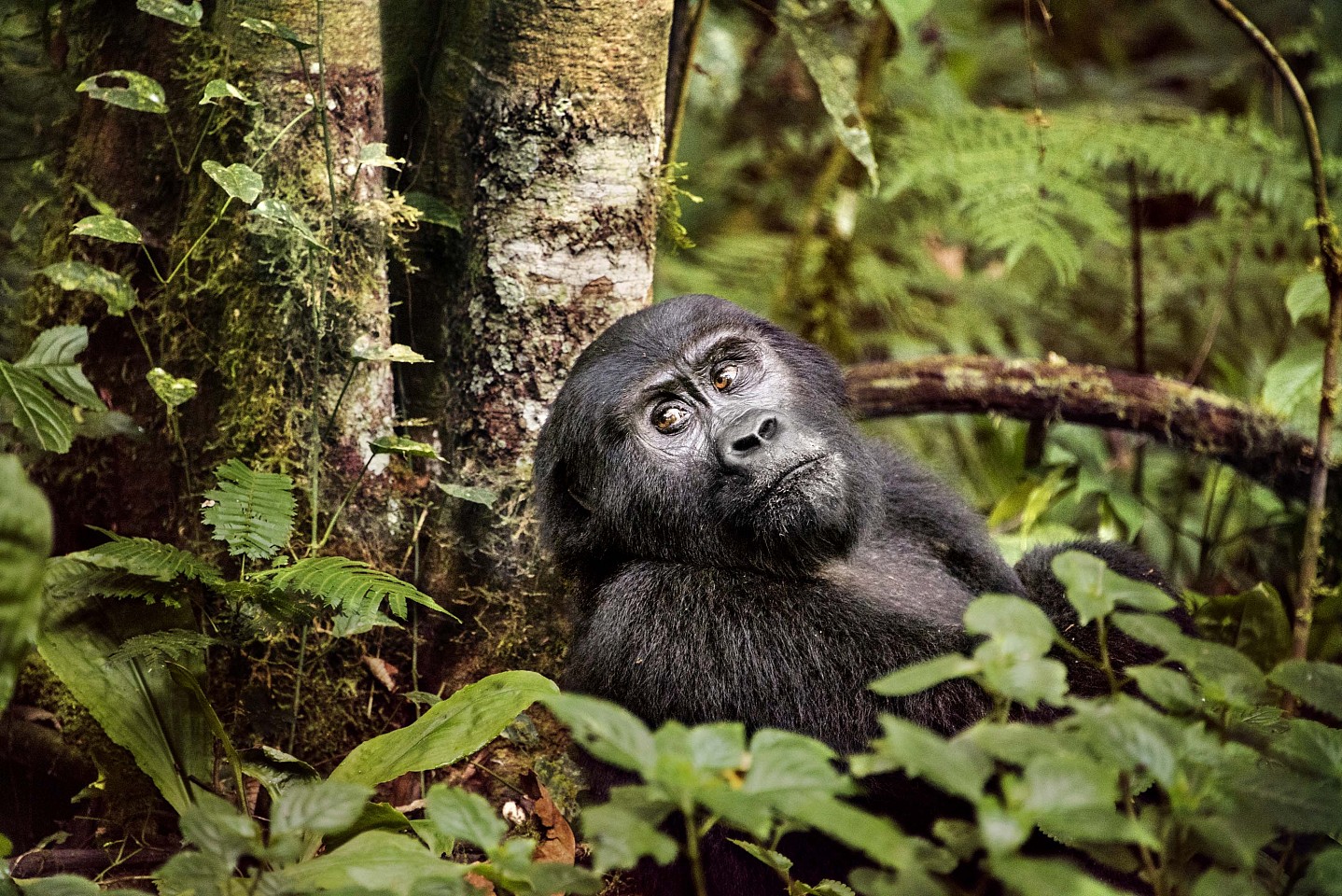 Steve McCurry, Uganda- 10014, 2017
FujiFlex Crystal Archive Print, 30 x 40 in. (76.2 x 101.6 cm)
10014