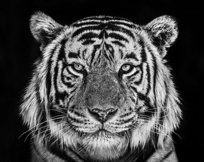 News & Events: DAVID YARROW VISITS NANTUCKET, July 5, 2019 - COE + CO Photography Gallery