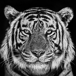 Past Exhibitions: DAVID YARROW [Coe + Co, Nantucket, MA] Jul  2 - Jul 14, 2019