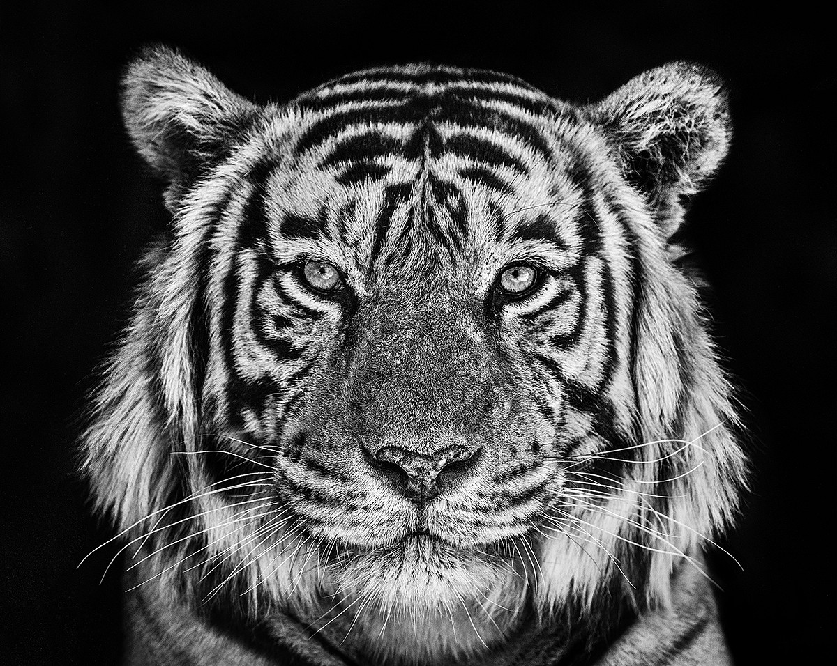 PRESS RELEASE: DAVID YARROW [Coe + Co, Nantucket, MA], Jul  2 - Jul 14, 2019