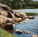 David Peikon, The Turtle Pond, Central Park
2000-2019, acrylic on canvas