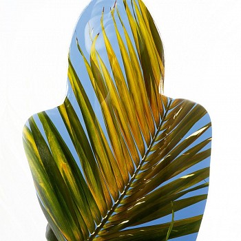 photography:&nbsp;Nathan Coe Flaming Palm