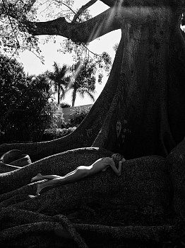 Nathan Coe - Nathan Coe The Giving Tree