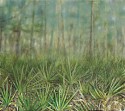 Elizabeth Thompson, Palmetto Morning
2011, oil on canvas