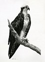 William Harrison, Osprey #3
2020, Wolff Carbon Pencil on Paper