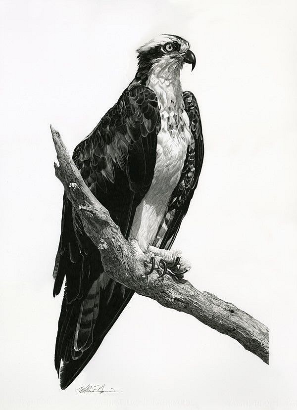 William Harrison, Osprey #3, 2020
Wolff Carbon Pencil on Paper, 30 x 22 3/4 in. (76.2 x 57.8 cm)
WH112001