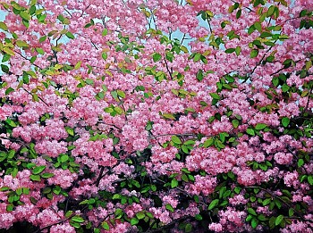 David Peikon -&nbsp;David Peikon Kwanzan