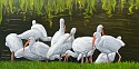 David Peikon, Ibis in the Morning
2022, oil on linen