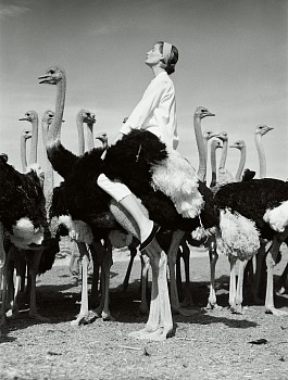 Norman Parkinson - Norman Parkinson Wenda and Ostriches