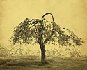 Joyce Tenneson, Apple Tree, AP
Dye sublimation on aluminum