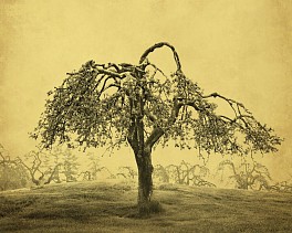 Joyce Tenneson Biography