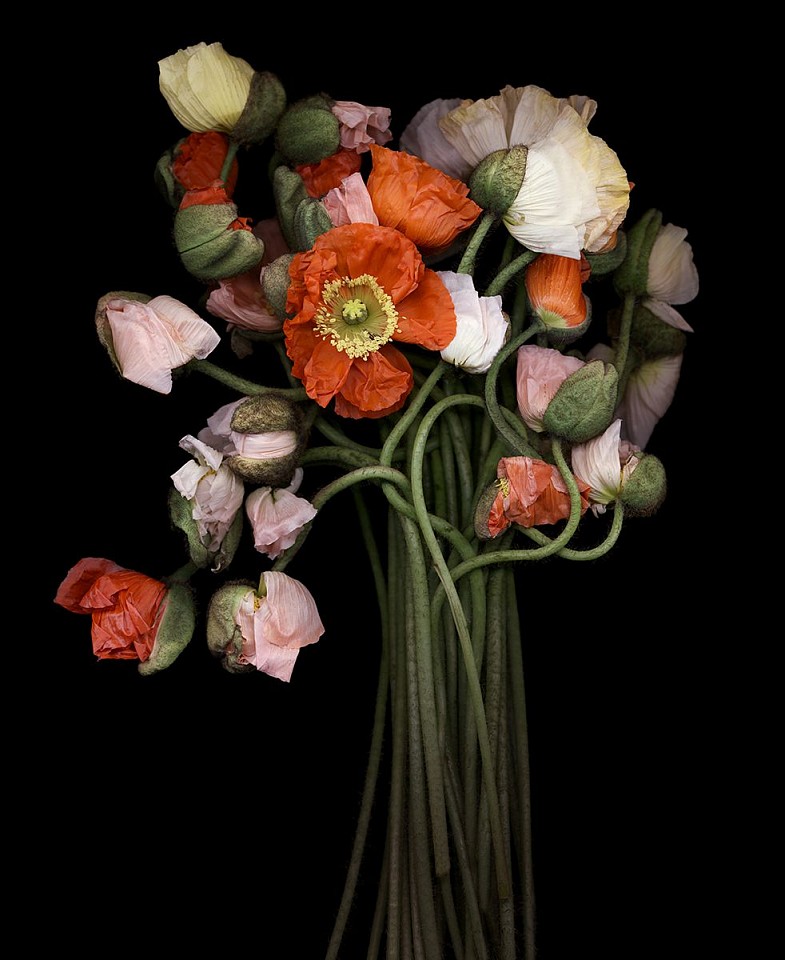 Joyce Tenneson, Poppy Bouquet, AP
Dye sublimation on aluminum, 40 x 32 in. (101.6 x 81.3 cm)
JTN200507