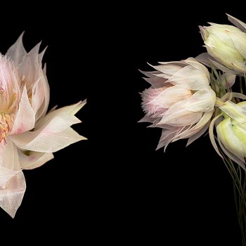 Exhibition: The Photography Show 2024: Presented by AIPAD, Joyce Tenneson