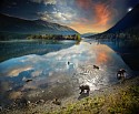 Stephen Wilkes, Grizzly Bears, Chilko Lake, B.C., Day to Night, Ed. 2/12
FujiFlex Crystal Archive Print