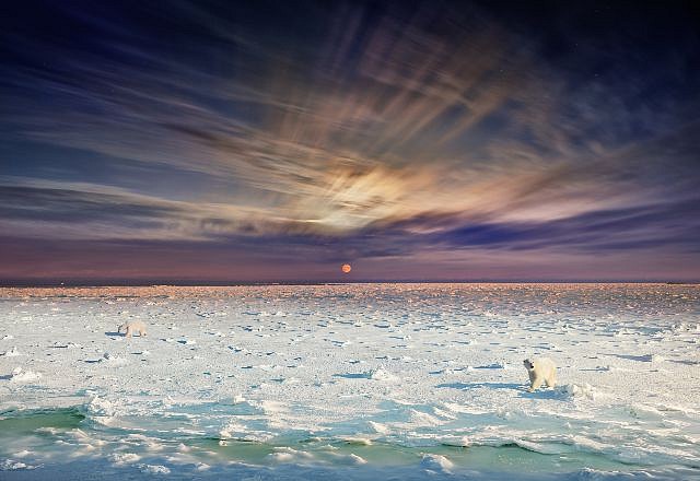 Stephen Wilkes, Polar Bears, Churchill, Manitoba, Canada Day to Night
FujiFlex Crystal Archive Print, 48 x 70 in. (121.9 x 177.8 cm)
SW018