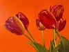 nelson tulip uf