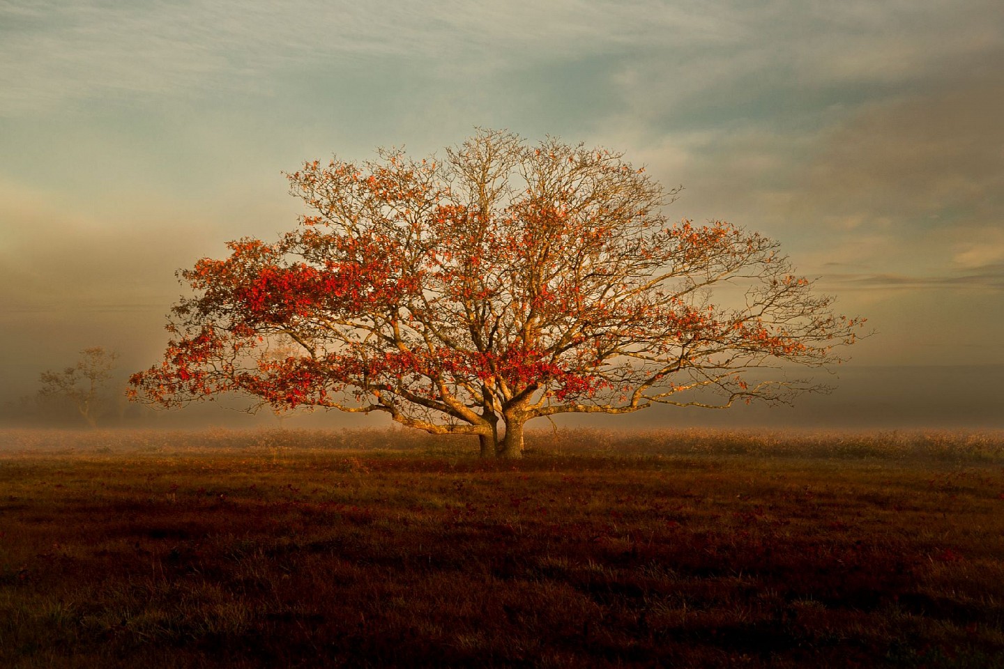 Debranne Cingari, Stillness on the Serengeti, 2025
Dye sublimated on aluminum