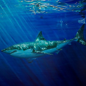 Exhibition: Modern Marine Masters: Artwork from the American Society of Marine Artists,&nbsp;Alexandra Telgmann