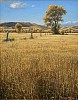 amber waves of grain unframed