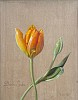 banja luka tulip unframed