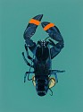Adam S. Umbach, Blue Boi (Green & Orange)
2025, oil and acrylic on canvas